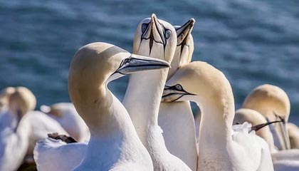 开云体育入口-丹麦力克英格兰，恩昆库一己之力成就历史奇迹