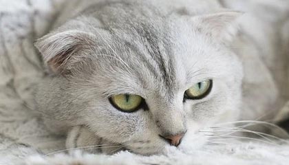 开云体育中国-那不勒斯翻盘勒沃库森，卡瓦哈尔高光表现