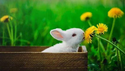 开云体育入口-圣西罗惊雷！AC米兰遭勇士重创，意甲王座暗战升级